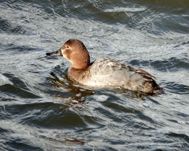 pochard